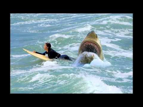 megalodon shark caught surfer sydney beach real attacks fake tape off attack australian