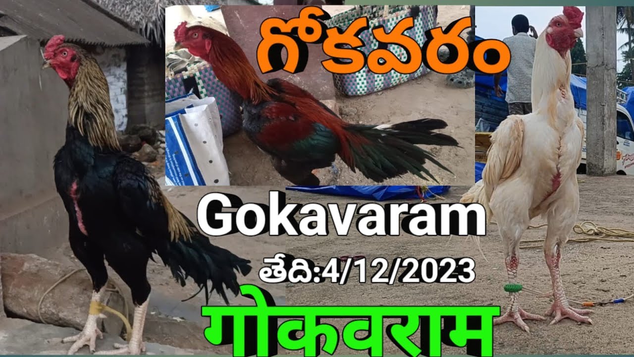 🇮🇳 ఆంధ్రప్రదేశ్ తూర్పుగోదావరి జిల్లా గోకవరం ప్రతి ఒక సోమవారం  పొద్దున 5:00 నుంచి 11 గంటలకు ఉంటది