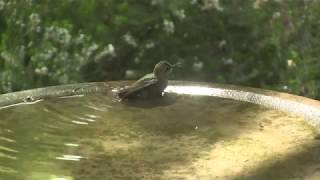 Hummingbirds at Bird Bath. Колибри на купальне (2444sp)
