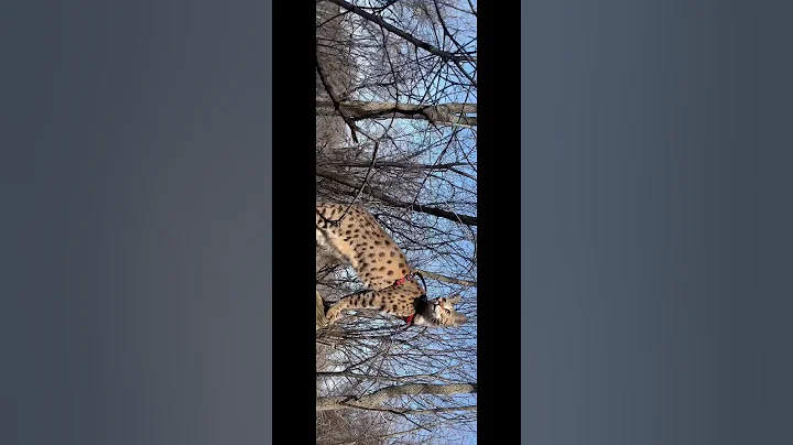 Video 10915841: savannah cat walking, big savannah cat, cat falls