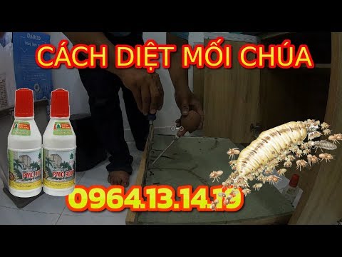 Video: Cách Tìm Thuốc Diệt Mối Tận Gốc