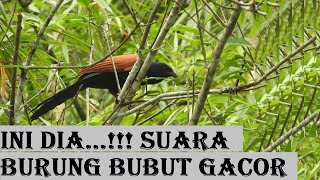 Burung bubut gacor