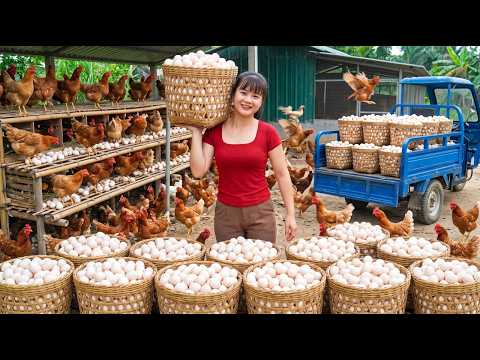 Cosechando Miles de Huevos de Gallina | Camión de 3 Ruedas Repleto Rumbo al Mercado Rural 🥚🚚