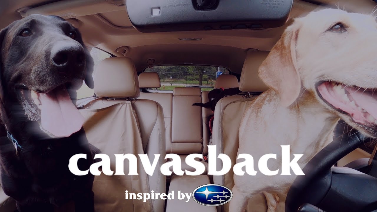 Subaru Dog Commercial Tribute Canvasback YouTube