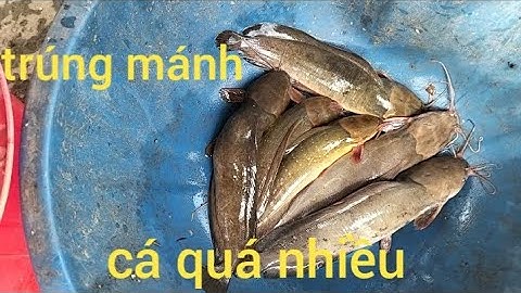 Đặt lợp trúng mánh,dính cá lóc to, cá trê vàng,trê trắng thấy mê ...