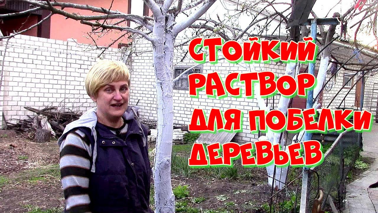 Зачем белят деревья известью. Первая побелка деревьев в саду в марте. Как развести побелку для деревьев весной. Приготовить раствор для деревьев белить. Побелка деревьев ранней весной картинки.