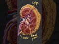 Sonographic Anatomy of Kidney #renalscan #ultrasonography