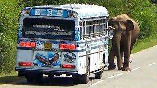 A wild elephant that crossed the road and stopped the bus steals food from the bus