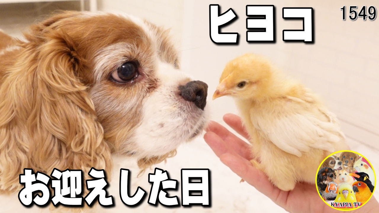 ヒヨコをお迎えしたら愛犬たちがThe chick came home, what about
