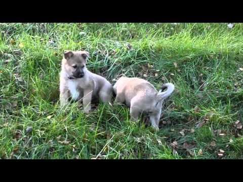 Video: Trøffelhunder: Disse Valpene Er Opplært Til å Jakte På Sopp