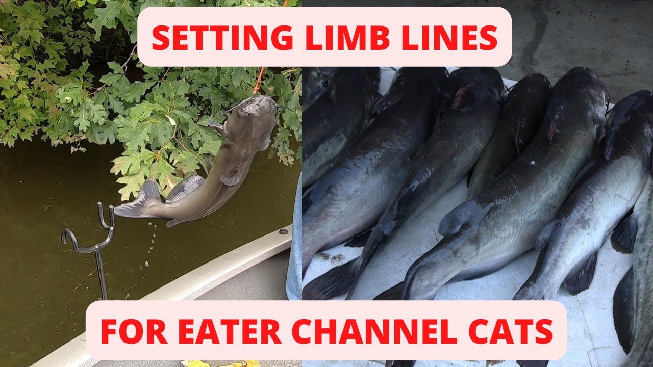 WE SET LIMB LINES FOR EATER CHANNEL CATS YouTube
