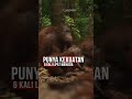 Nasib Orangutan di Indonesia yang Terancam Punah Karena Kerusakan Hutan | #short #orangutan