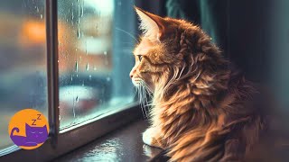 Music for Indoor Cats - Separation Anxiety ELIMINATOR (Fast Acting)  🐱🎶 by Relax My Cat - Relaxing Music for Cats 4,653 views 2 months ago 10 hours, 10 minutes