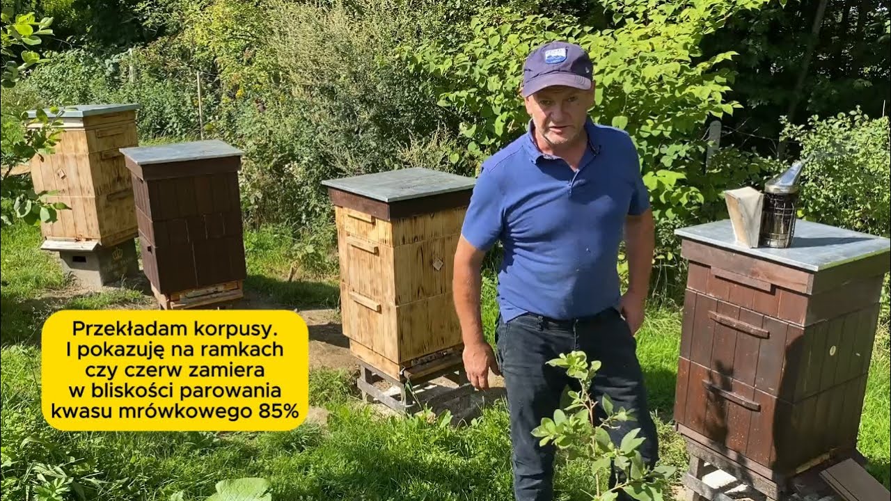 W 4 dniu leczenia przekładam korpusy i pokazuję na ramkach czy czerw zamiera #bee #beekeeping