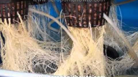 Bubbleponic System Review