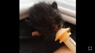 Tiny newborn kitten purrs while eating 💖 by AZDesertRain 516 views 1 year ago 1 minute, 46 seconds