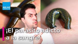 Sabías Que Las Sanguijuelas Se Alimentan De Sangre? Con Guillermo Pérez Campus