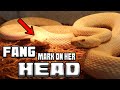 Rattlesnake bites Rattlesnake in the Head!!