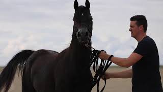 Aj Rafiq Black Arabian Stallion - bred by AJ Man stud, owned by Aaleyah Black Arabians
