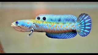 Top 10 Most Beautiful Channa Barca | Amazing Snakehead Fish of All Time
