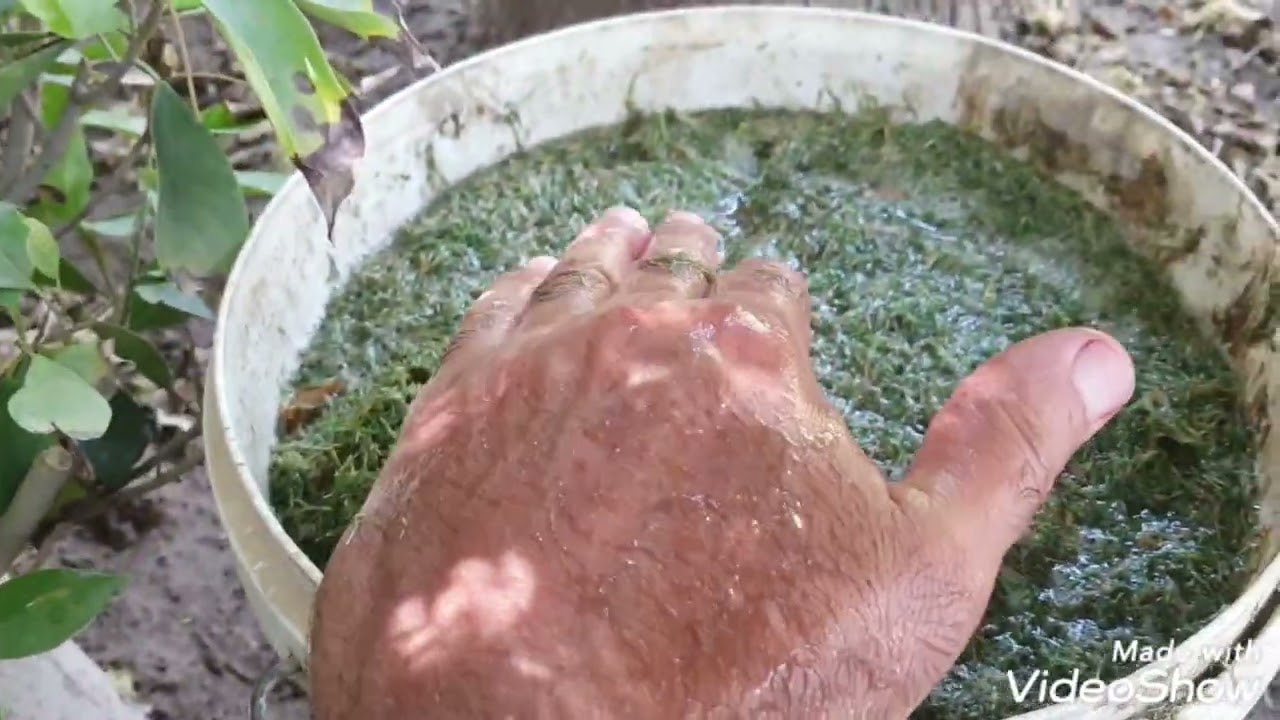 العناية بالثيل النجيل🌾 جنتي حديقتي🌾