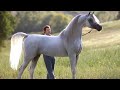 الحصان العربي الأصيل | حلقة الرد على أسئلة  المتابعين الخاصة بالخيل العربي الأصيل 4/3/2021