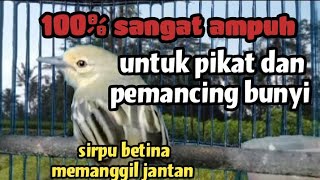 sirtu cipoh betina memanggil jantan SANGAT AMPUH untuk pikat dan pemancing bunyi sirpu jantan