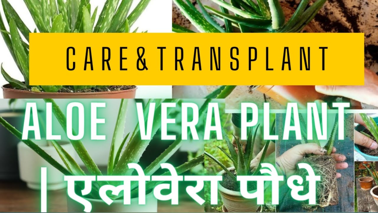 Aloe Vera plant care Aloe Vera plant Aloe Vera plant growing Aloe