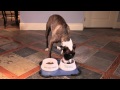 Cravey Gravy - Turns Dry Dog Food into a Wholesome Gourmet Meal Cravey Gravy - Turns Dry Dog Food into a Wholesome Gourmet Meal