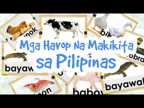 Iba&rsquo;t Ibang Hayop na Makikita Sa Pilipinas || Different Animals Found in the Philippines