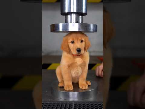 Hydraulic Press Plot Twist #pixverse #pixverseai