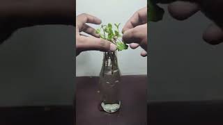 How to grow mint plant in bottle | Growing mint plant from cuttings in water shorts Youtubeshorts