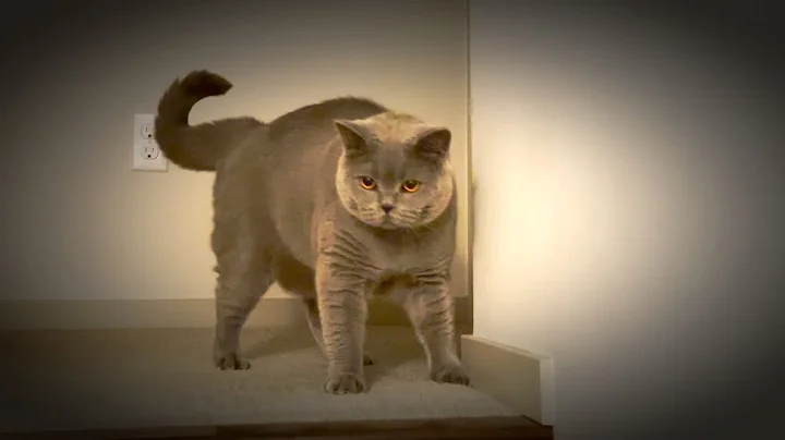 Video 10532621: britishshorthair meow cat, britishshorthair cats pets, pets britishshorthair cute, cute cats furry, cat dance
