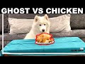 WE LEFT OUR HUSKY ALONE WITH A CHICKEN!