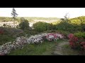 【4K】Rhododendrons of Ogose