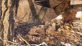 Decorah Eagles Mom Brings In Two Fish