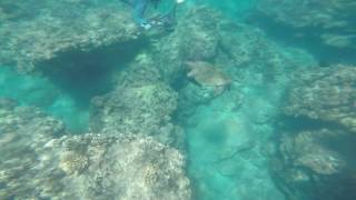 2016.05.27 Sea Turtles at Honolua Bay, Maui, Hawaii - Video #4