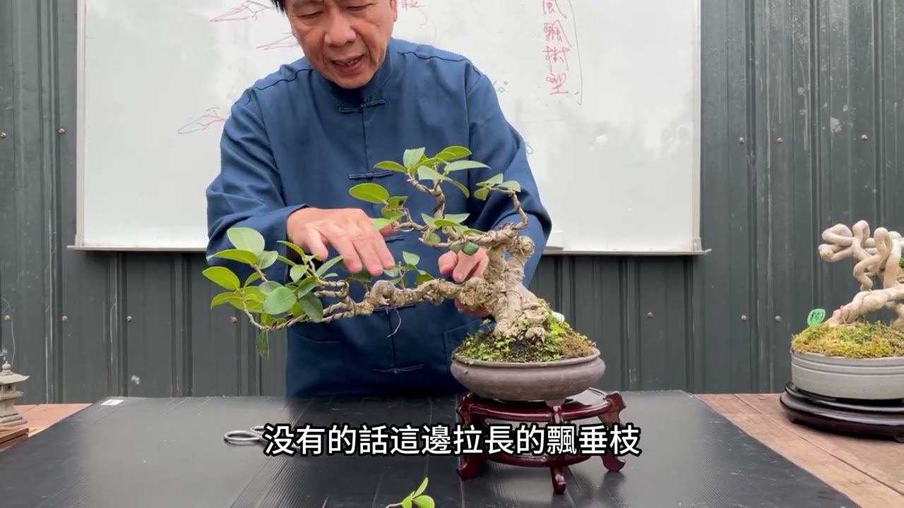 被風吹過的樹型應該怎麼修剪？幾級風吹的盆景（盆栽）該怎麼長（修剪）你觀察過嗎？樹型欣賞篇EP4(風飄樹型）#林慶祥盆景藝術創作教學#Bonsai