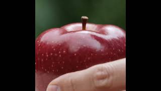 Transforming Nature: Macro Fruit Growth Inside Acrylic Mold (Ultra Realistic 8K)