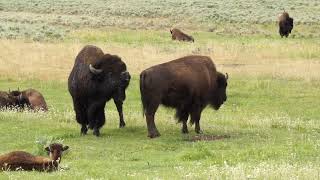 Yellowstone 2023 Bison Sniff, Lick, And Ecstasy Mah05433