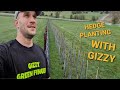 Hedge planting with gizzy green fingers