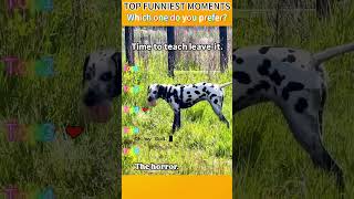 Funniest Animalsmomentsfunnyanimals animalcomedy dogfunnyfunnyanimalsfunnypetsanimals