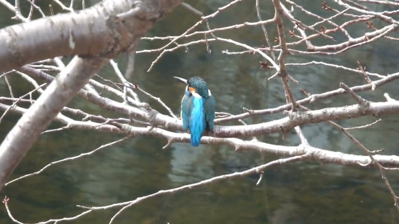 カワセミ動画その239(k2026 01 20 2 v) - YouTube