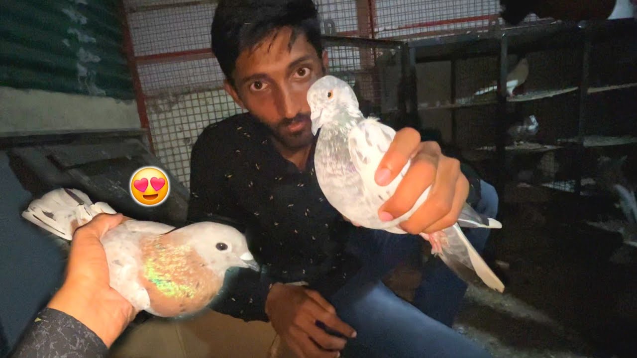 Bahut Sary Kabootar Kharid Liya 🤩 Buying New Pigeon 🕊