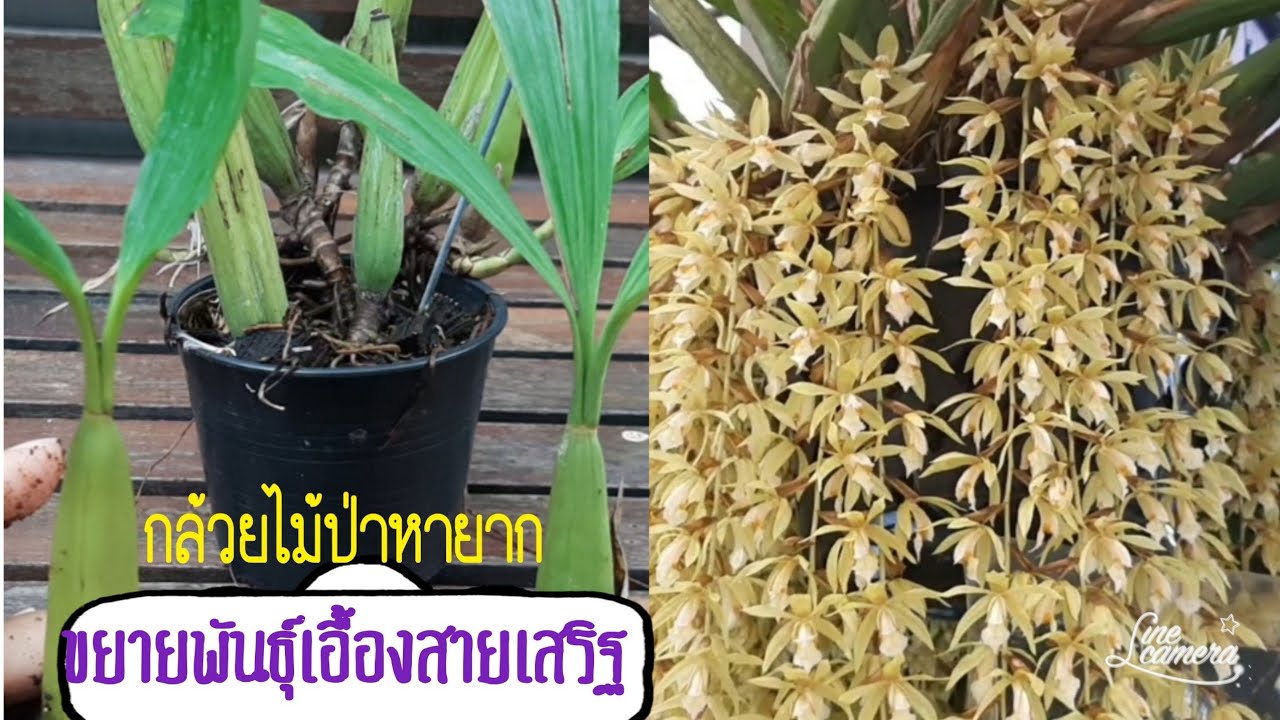 ขยายพันธุ์กล้วยไม้ป่าเอื้องสายเสริฐ#เอื้องสายเสริฐ#กล้วยไม้ป่า