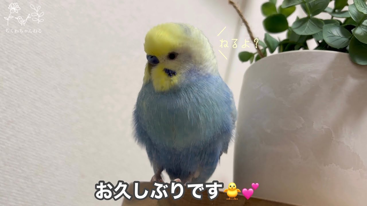 200 ちくわの可愛いがぎゅっと詰まった動画 セキセイインコ 男の子 4歳
