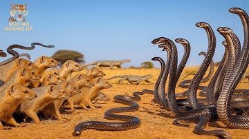 MAROC TỬ THẦN! Hành Trình Di Cư Bí Mật Của Rắn Hổ Mang | MMHD