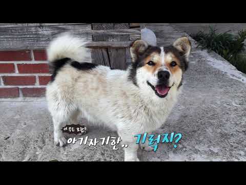추포도 노만사에 사는 금강이🐶  귀여운 외모에 속으면 안 돼요~ <strong>금강이의</strong> 실체를 낱낱이 보여 드립니다^^