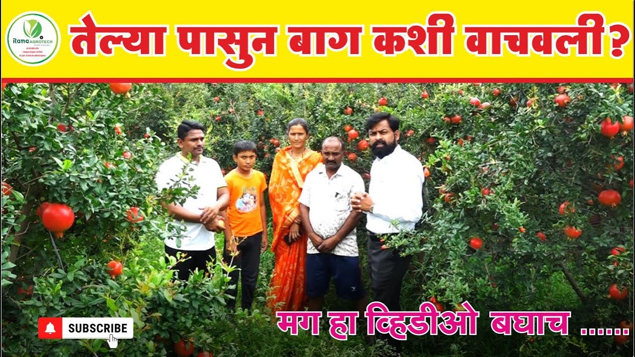 तेल्या पासून डाळिंबाची बाग कशी वाचवली ? मग हा व्हिडीओ बघाच . . . . | Rama Agrotech