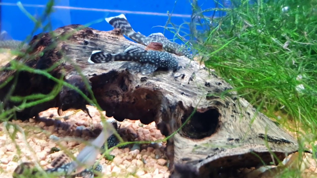 Goldantennenwels und blauer Antennenwels Haltung, Pflege, Vermehrung